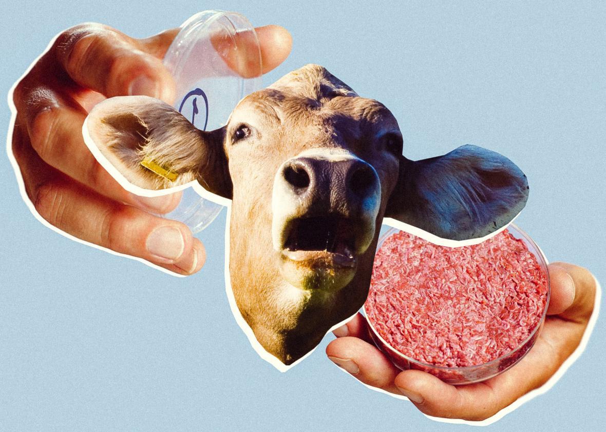 why-is-fetal-cow-blood-used-to-grow-fake-meat