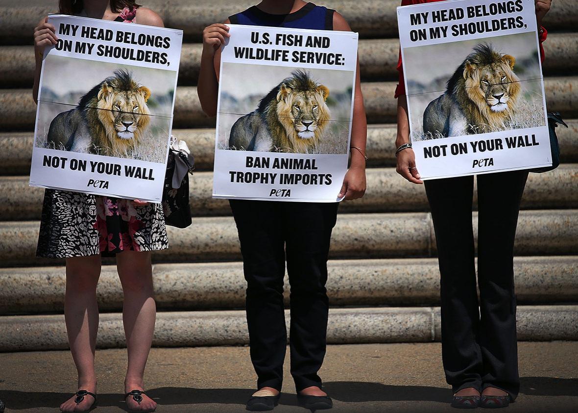 PETA) protesters hold pictures of Cecil the Lion.
