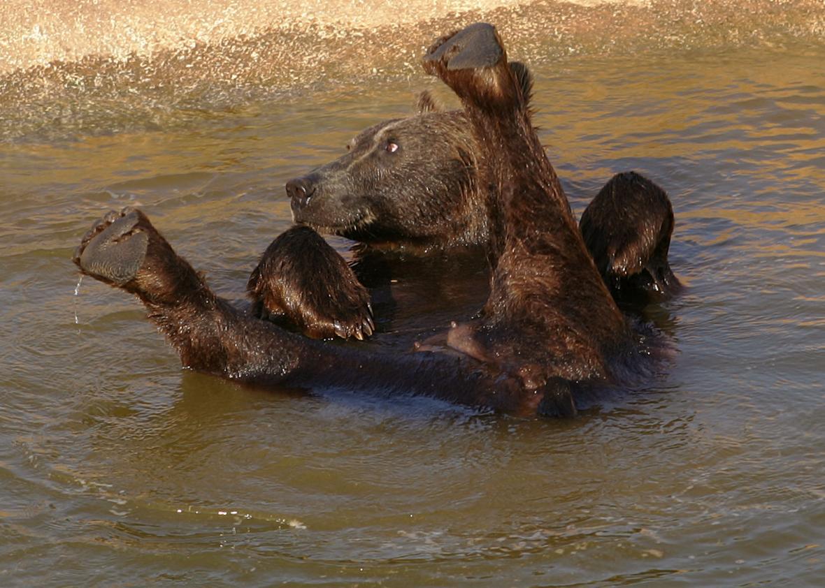 Athens Attica Park Zoo is running out of food: Animals in Greece are at