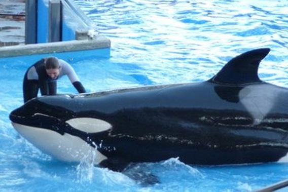 Killer whales at SeaWorld: Blackfish shows orca mythology.