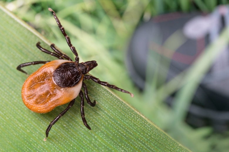 How Much Should I Worry About Ticks?