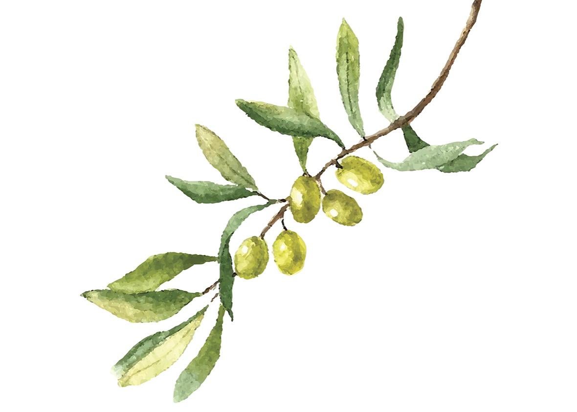 olive branch. 