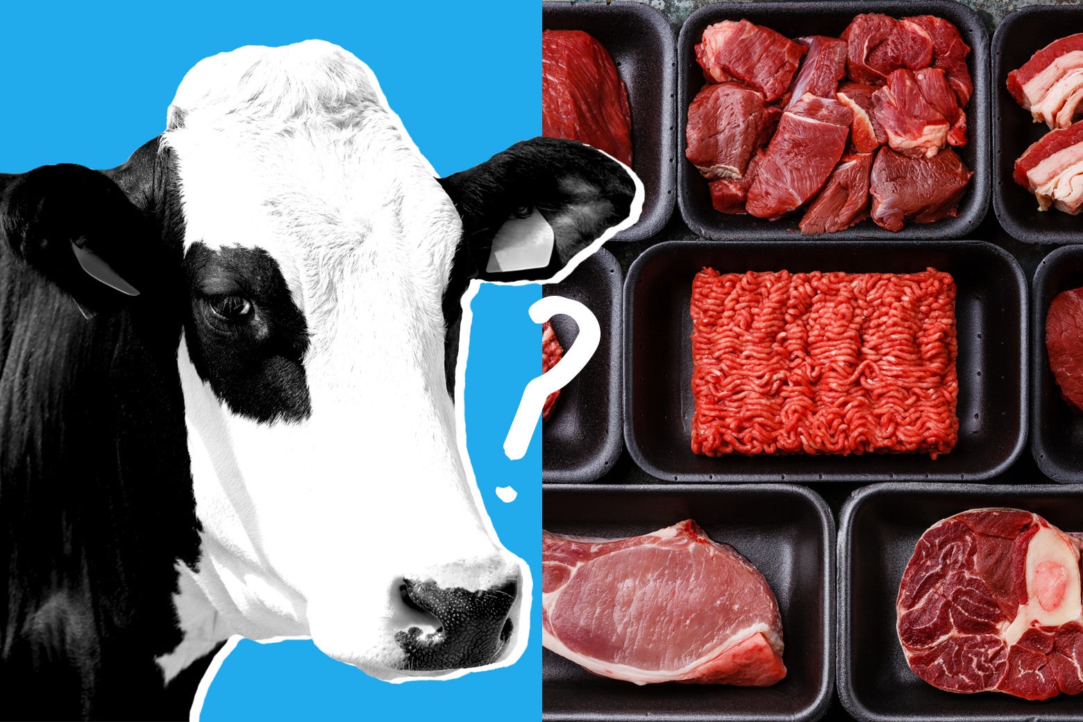 The future of food? Slaughter-free meat (not available for sale yet!) , lab meat