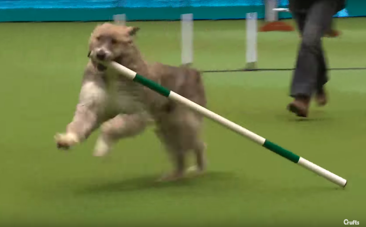 kratu dog show