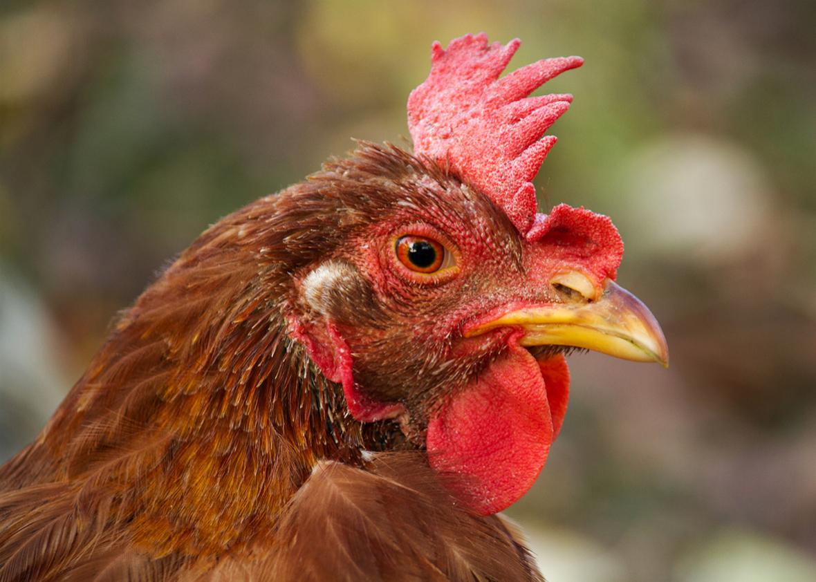 Animal activists crunched the numbers to learn that the creature most in  need of their support was the lowly chicken.