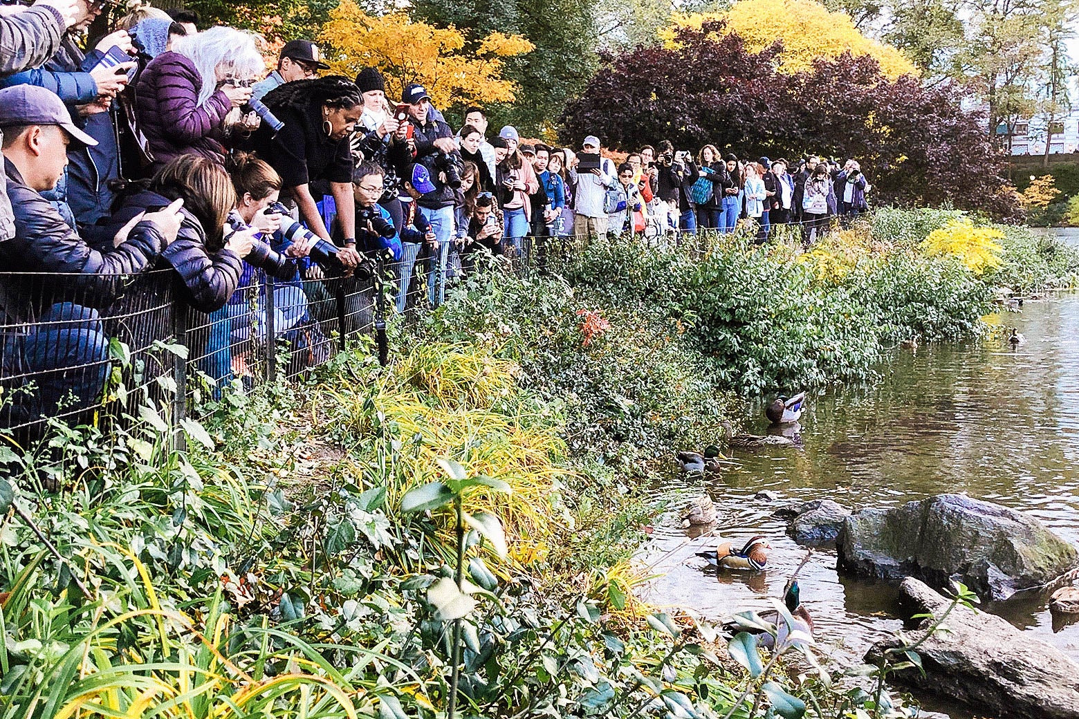 A crowd of people gathered to observe the mandarin duck in Central Park.