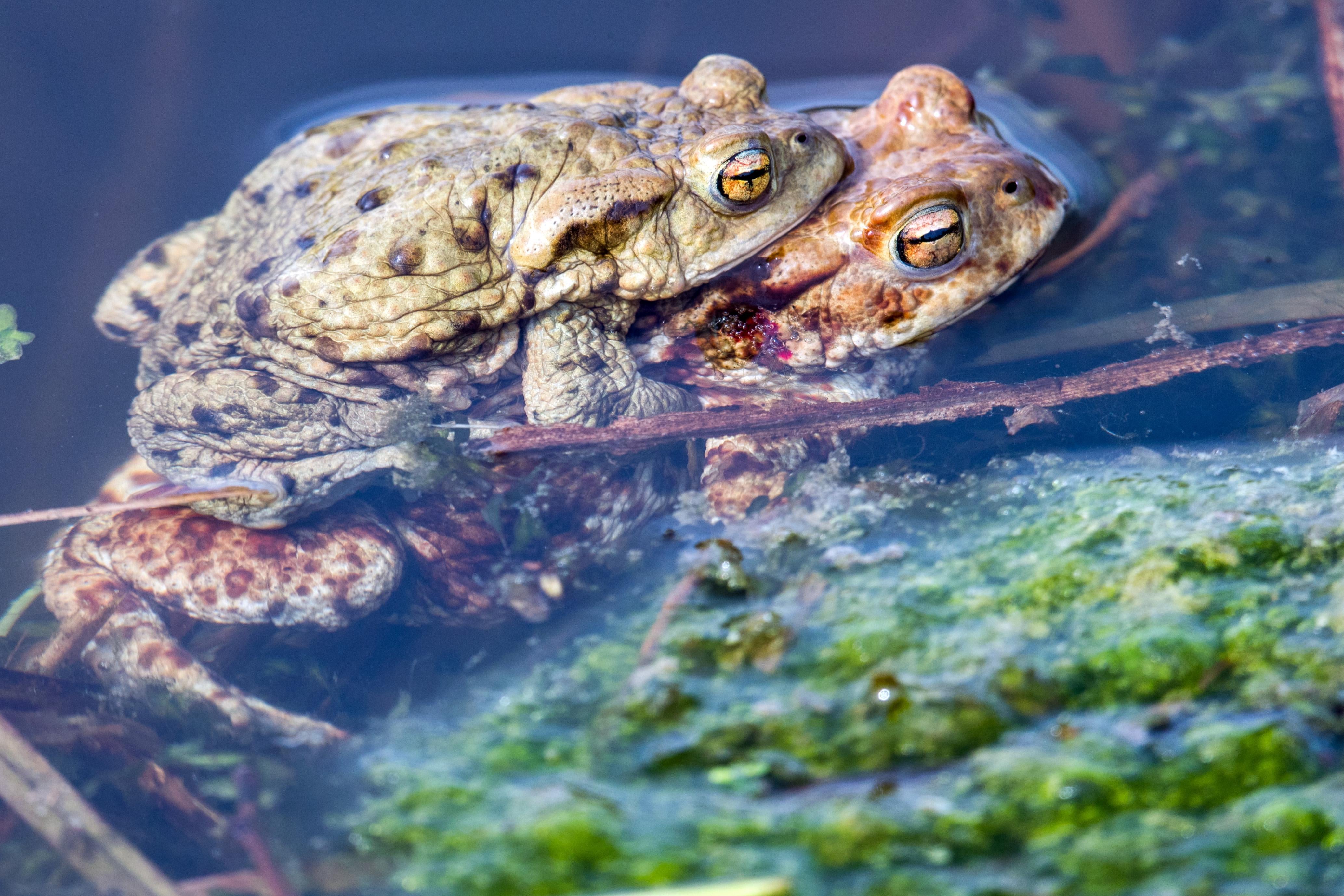 Common toads mate in a pond.