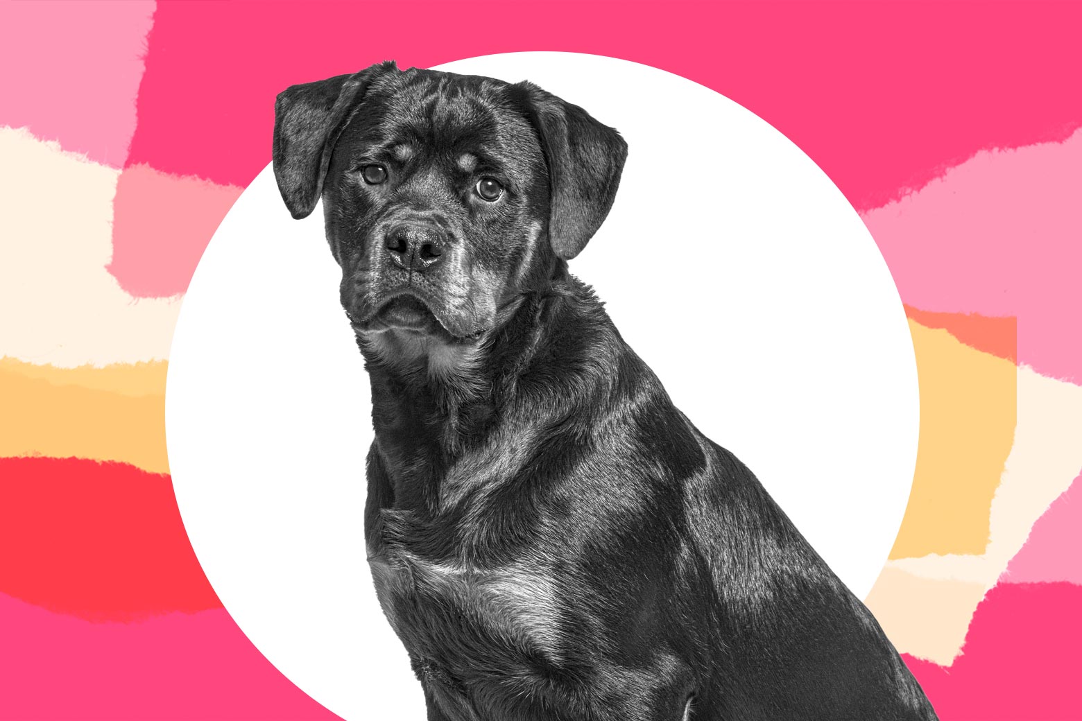 Dog nipped toddler: parenting advice from Care and Feeding. - Vimarsana News