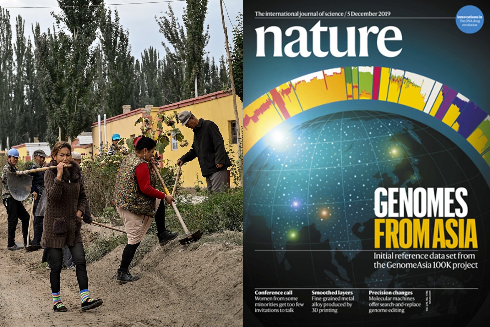 A side-by-side illustration of community of Uighurs working in a field and the cover of the magazine Nature