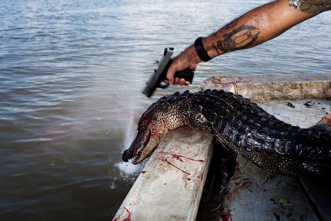 Rebel plants a second bullet in the head of a gator that kept moving after being hauled into the boat while hunting for alligators near Shell Island, Louisiana on September 20, 2009. Each gator is then tagged before being piled in the bottom of the boat. 