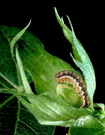 The cotton bollworm is one of many costly crop pests.