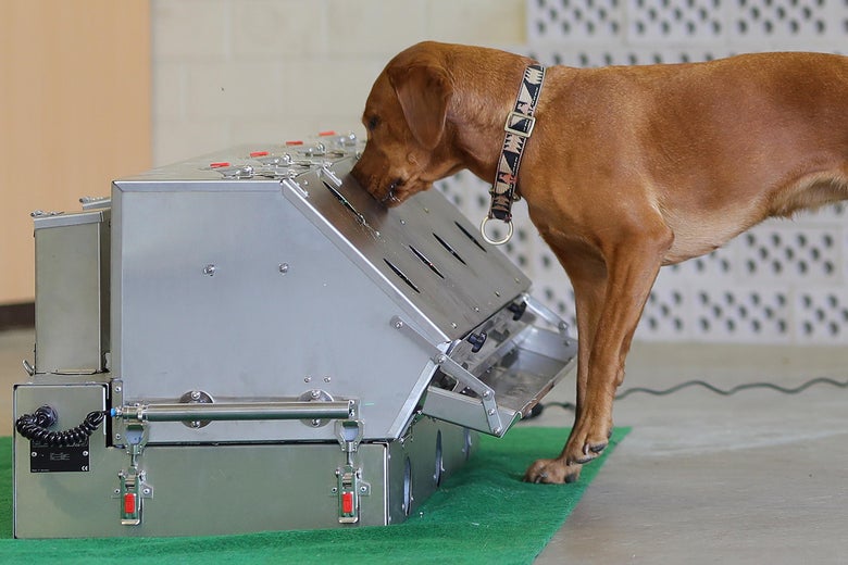 A dog sniffs at a metal contraption.