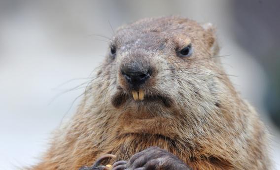 M&M'S on X: It's ok, groundhog. Orange gets scared of his shadow