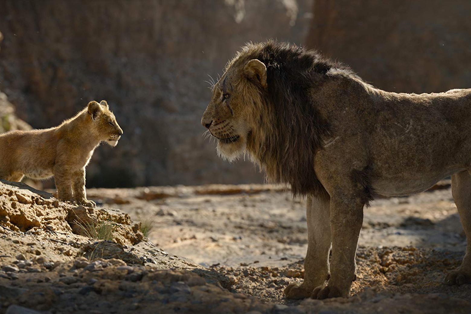 Two lions, one young and one older, in The Lion King.