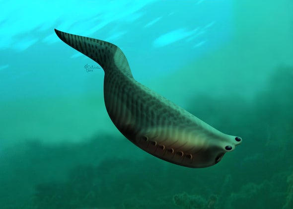 New fossil shows evolution of jaws Metaspriggina gill