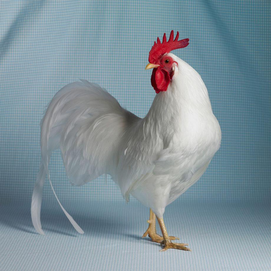 Tamara Staples The Magnificent Chicken White Leghorn Bantam Cock.