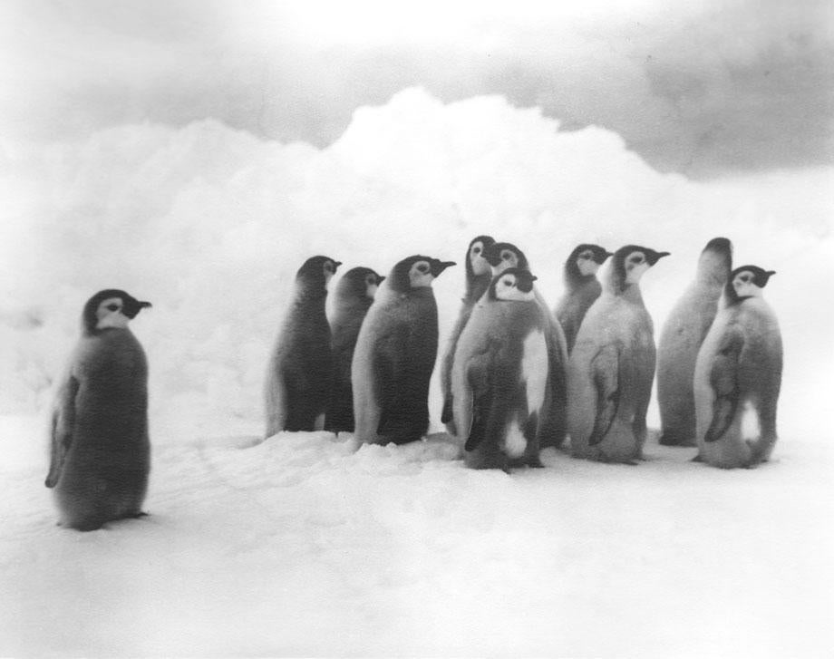 Shackleton's Antarctic Expedition, Ernest Shackleton, Frank Hurley, Antarctica, The Ralls Collection, Young Emperor Penguins, iceberg, ice floe