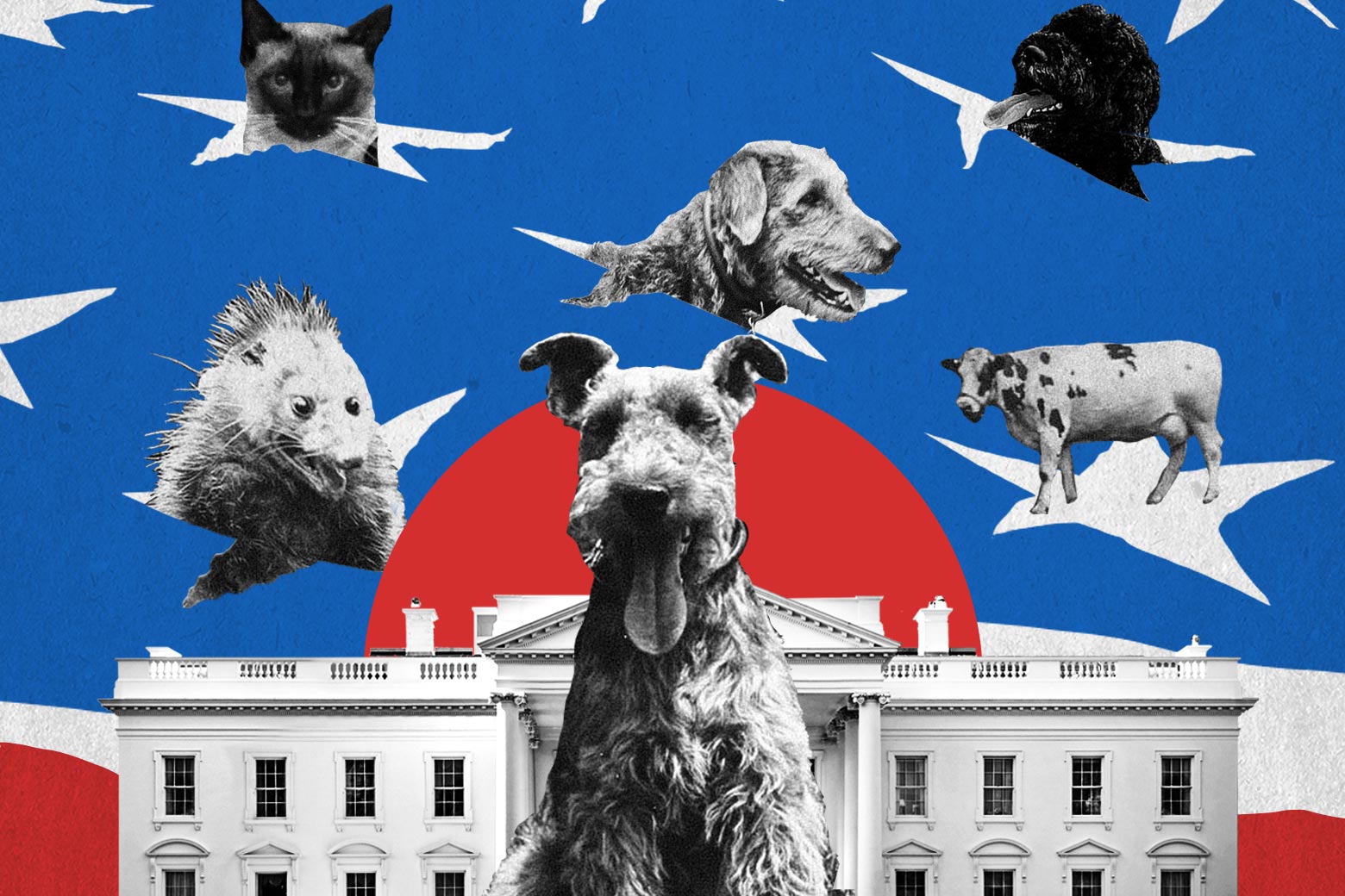 Some dogs, a cat, a possum, and a cow superimposed over a photo of the White House.