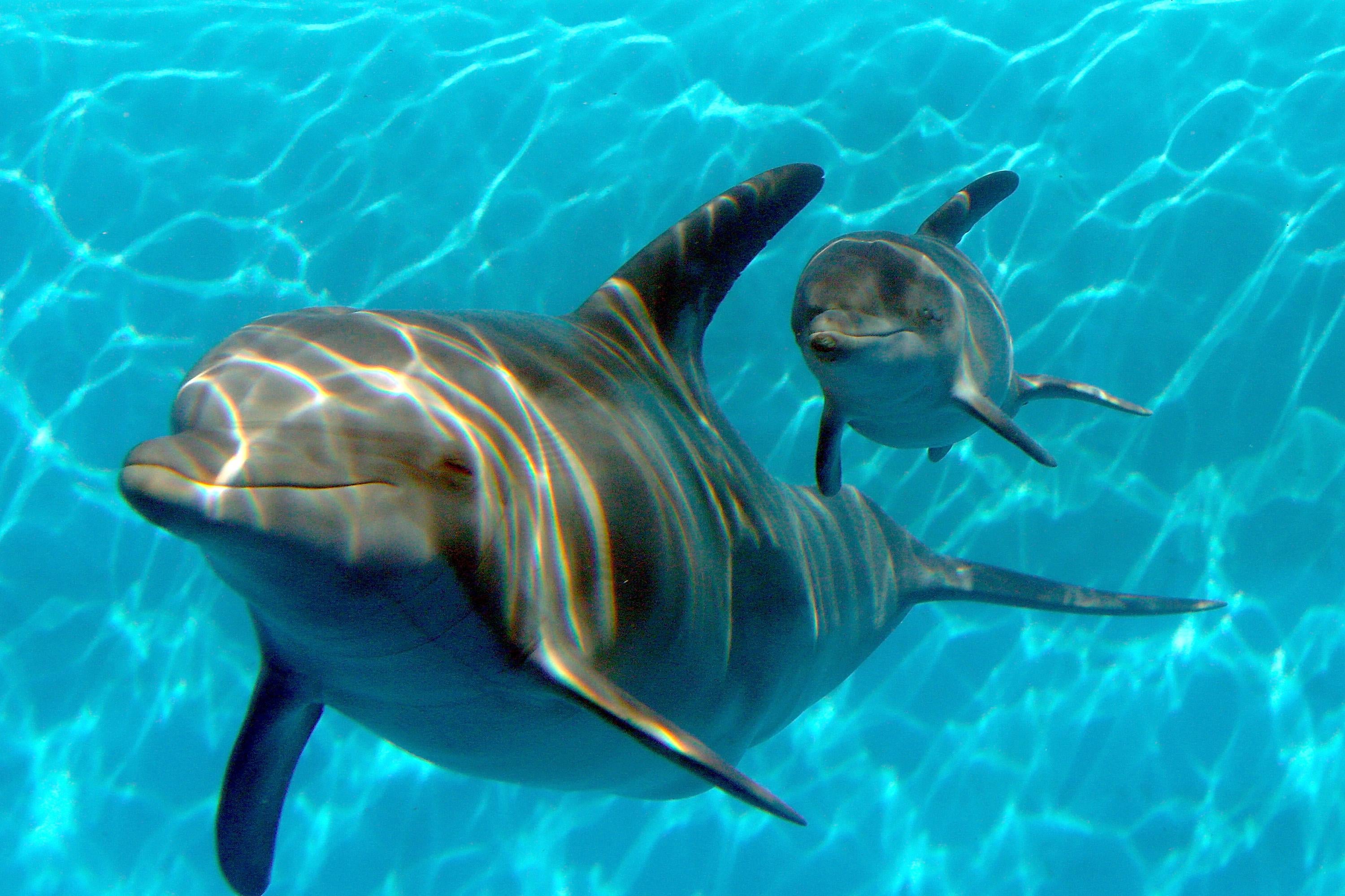 It is time for us to forgive Zafar, the sex-pest dolphin of Landévennec,  France.