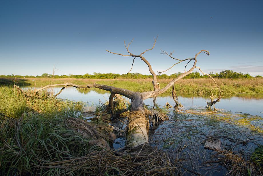 Four Sparrow Marsh