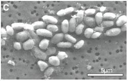 Arsenic Life The Biggest Scientific Cover Up Of Our Time - aakoguf