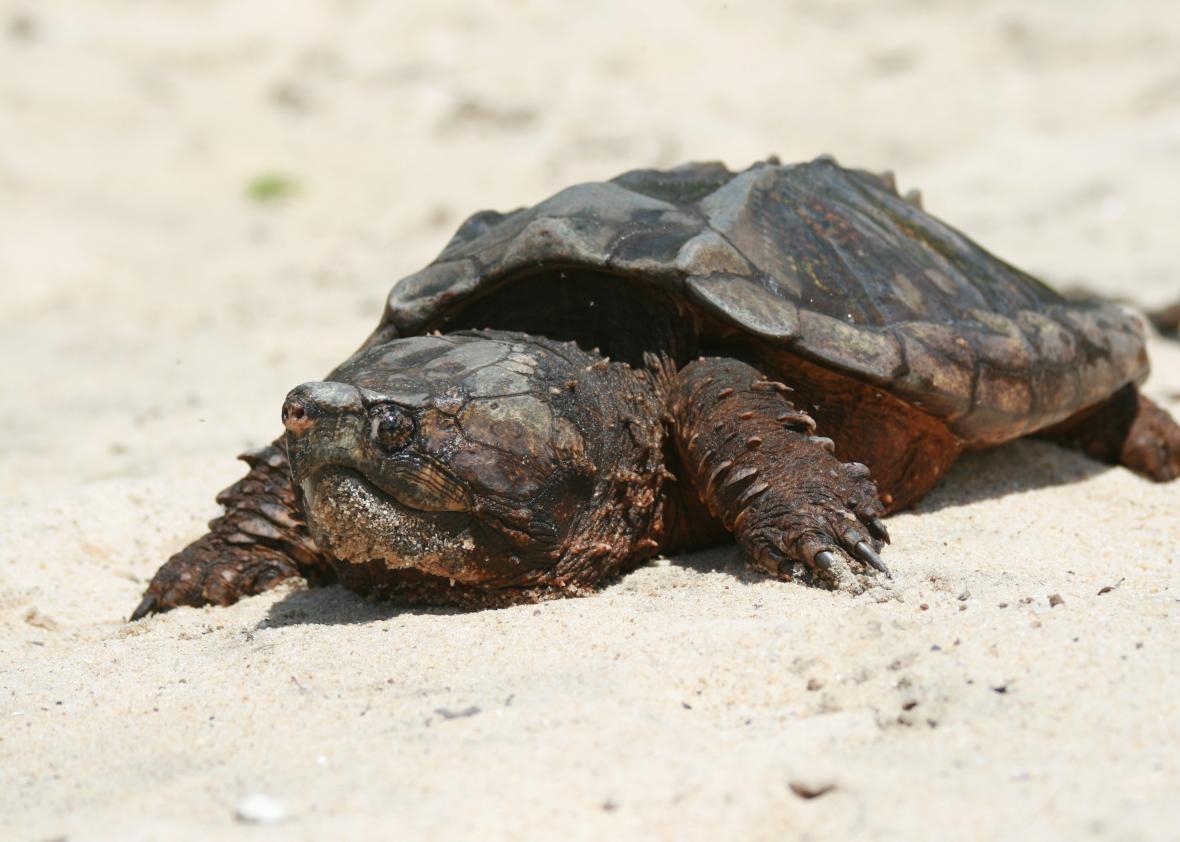 Turtle soup disappeared because people ate too many turtles.