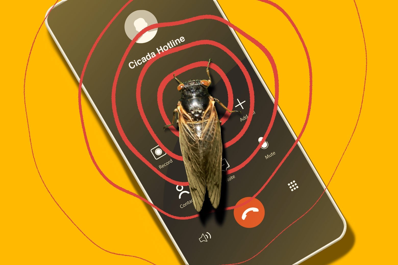 A cicada sits on a smartphone dialed to "Cicada Hotline." Red circles indicating song ripple out from the cicada.