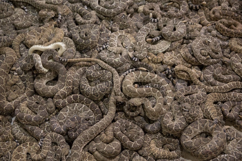 A pit full of rattlesnakes, from a Texas rattlesnake roundup.