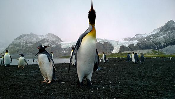There are hundreds of thousands of penguins on South Georgia of the sort that provided much needed protein to Shackleton.