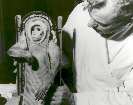 Sam, the Rhesus monkey, after his ride in the Little Joe-2 (LJ-2) spacecraft.