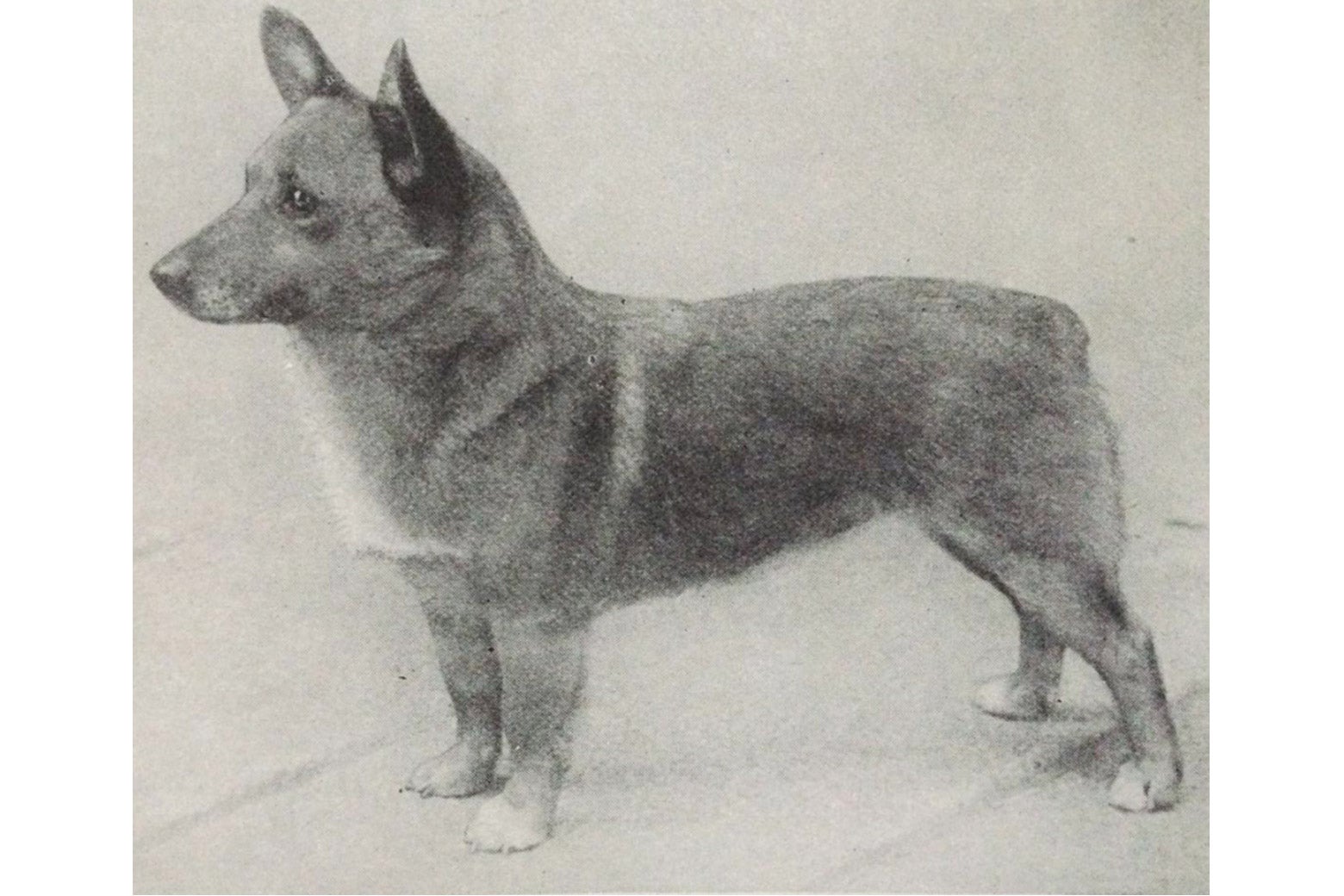 A black-and-white illustration of a Welsh corgi