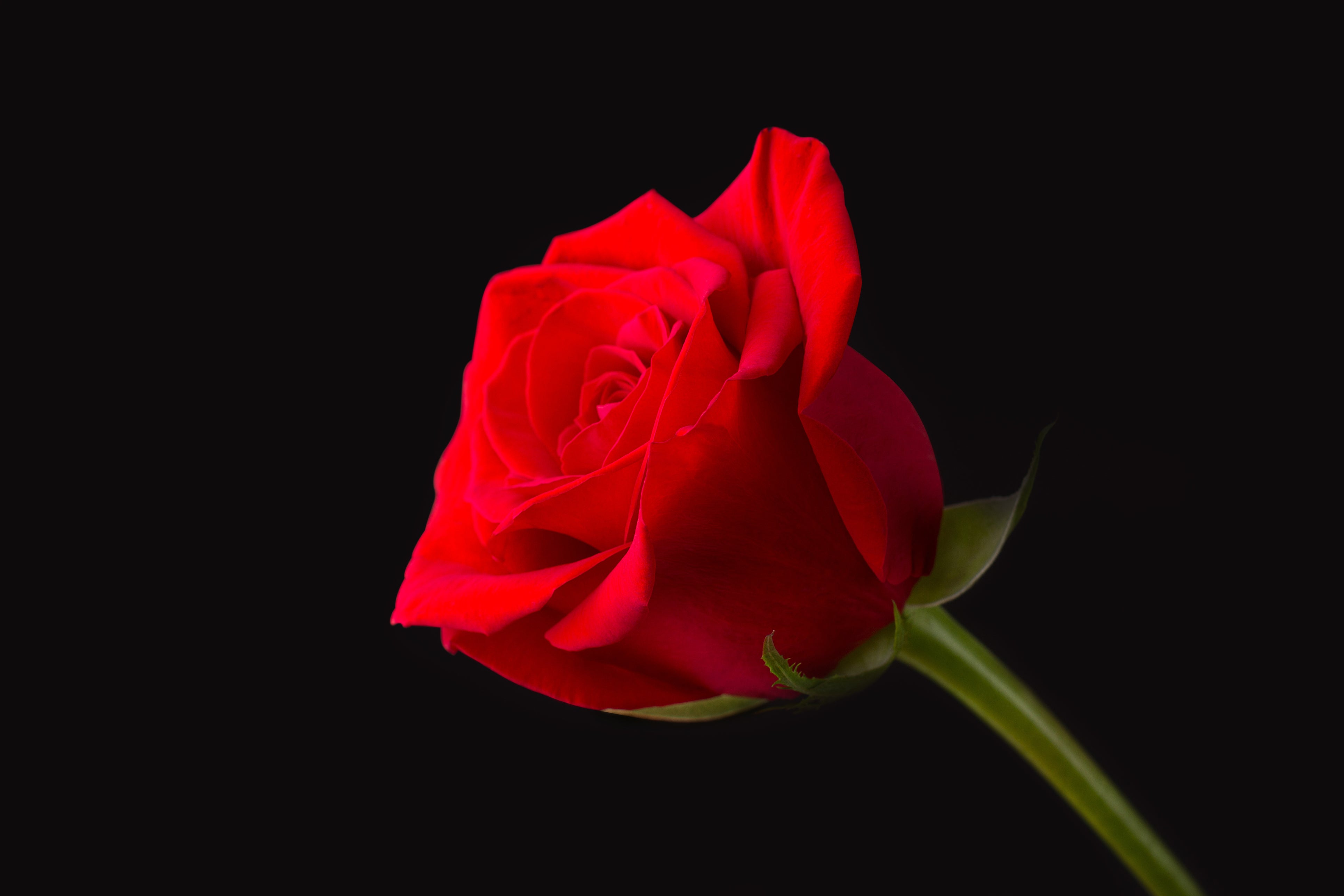 A red rose against a black background.