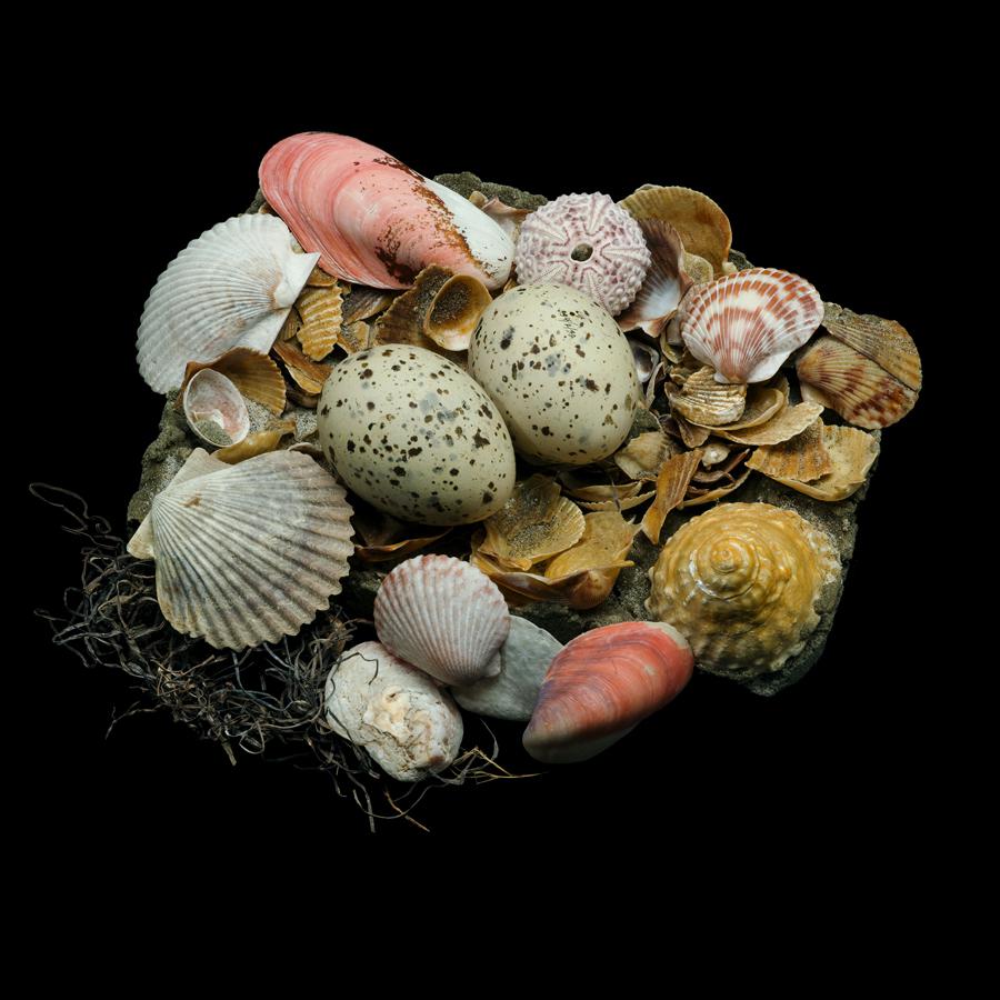 Sharon Beals: Images of bird nests from around the world (PHOTOS).