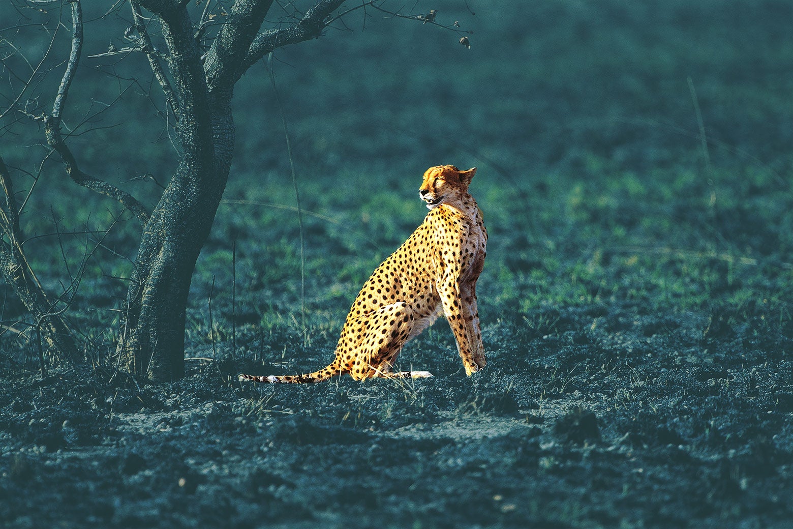 Does the United States Fund a Cheetah-Mating Program in West Africa Because of … Terrorism? Does the United States Fund a Cheetah-Mating Program in West Africa Because of … Terrorism?