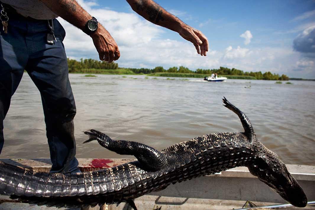 Rebel tosses a recently caught gator into the bottom of the boat while alligator hunting near Shell Island, Louisiana on Saturday, September 19, 2009.