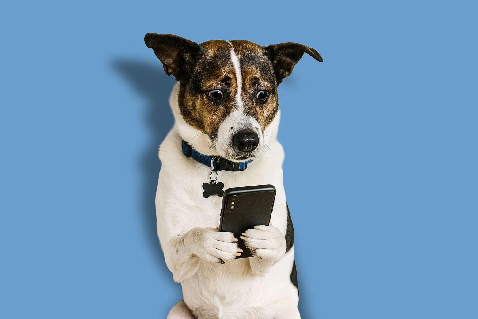 My Dog Learned How to Text Me. I Really Wish She Hadn’t.