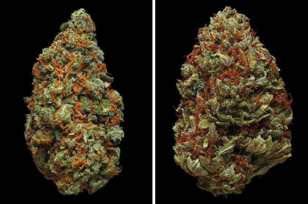 Erik Christiansen Photographs 170 Strains Of Marijuana In His Book