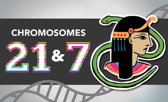 Chromosomes 21 & 7