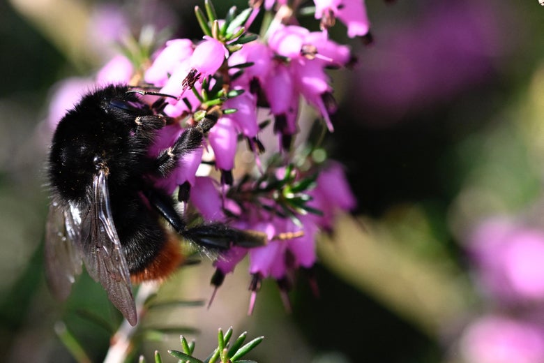 A fuzzy bumblebee on a purple heather plant.