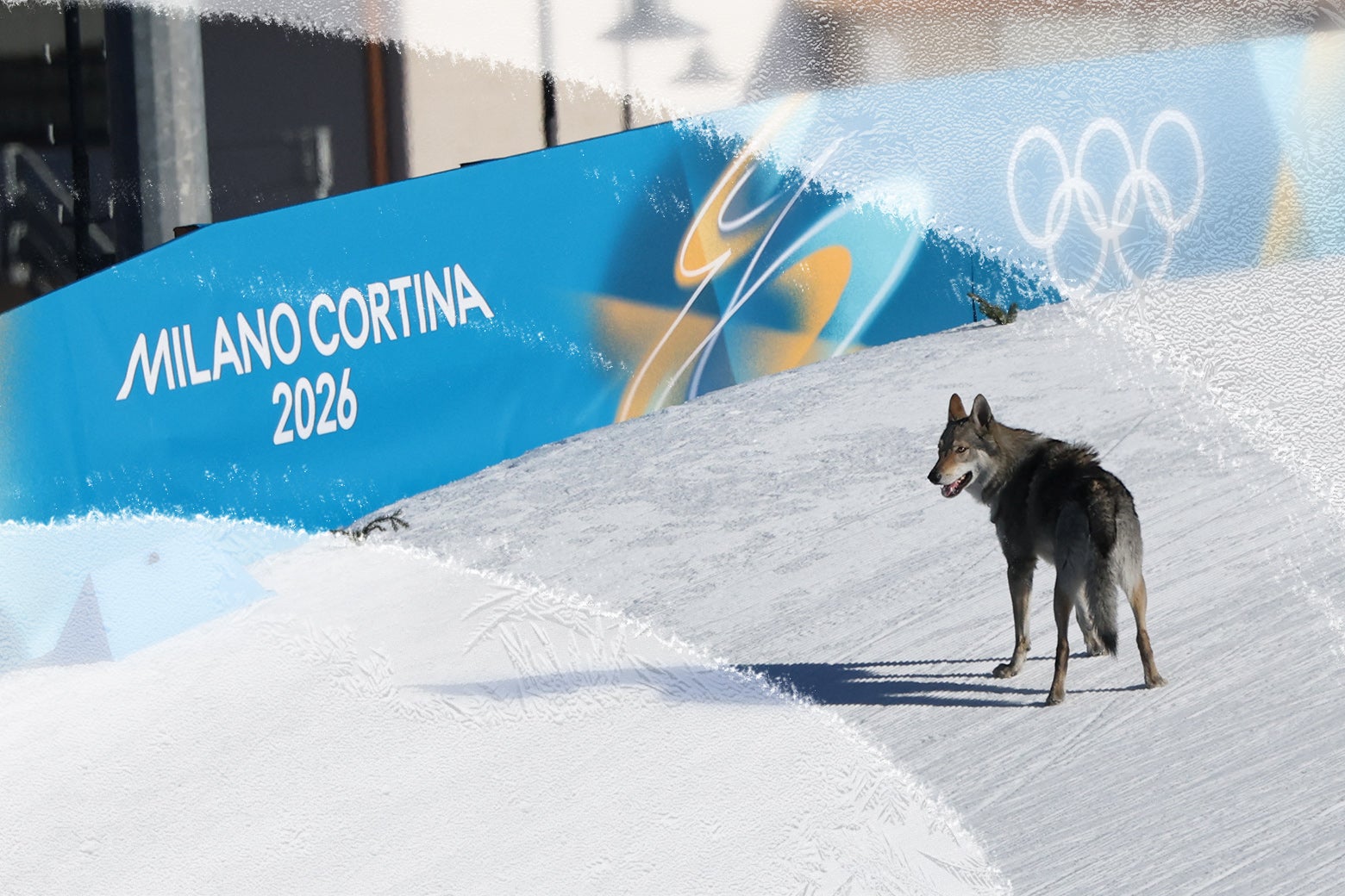What Would Happen If Dogs Competed in Every Winter Olympics Sport