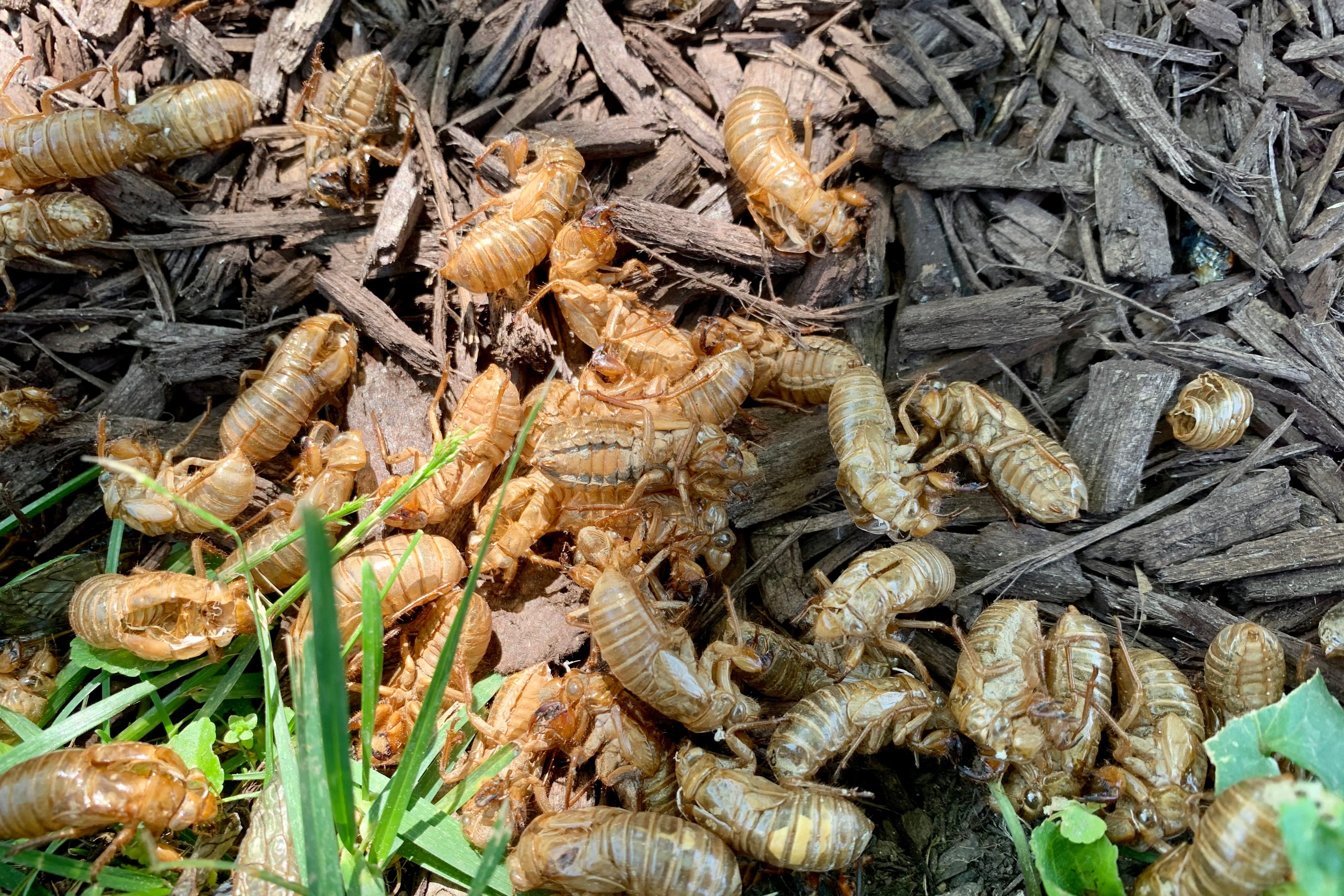 cicadas on the ground 
