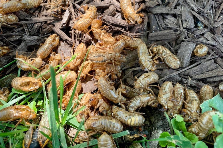cicadas on the ground