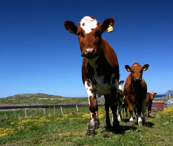 Norwegian cows.