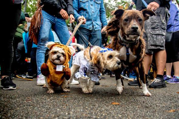 New York shelter hosts 'puppy parade' with dogs in Mets jerseys