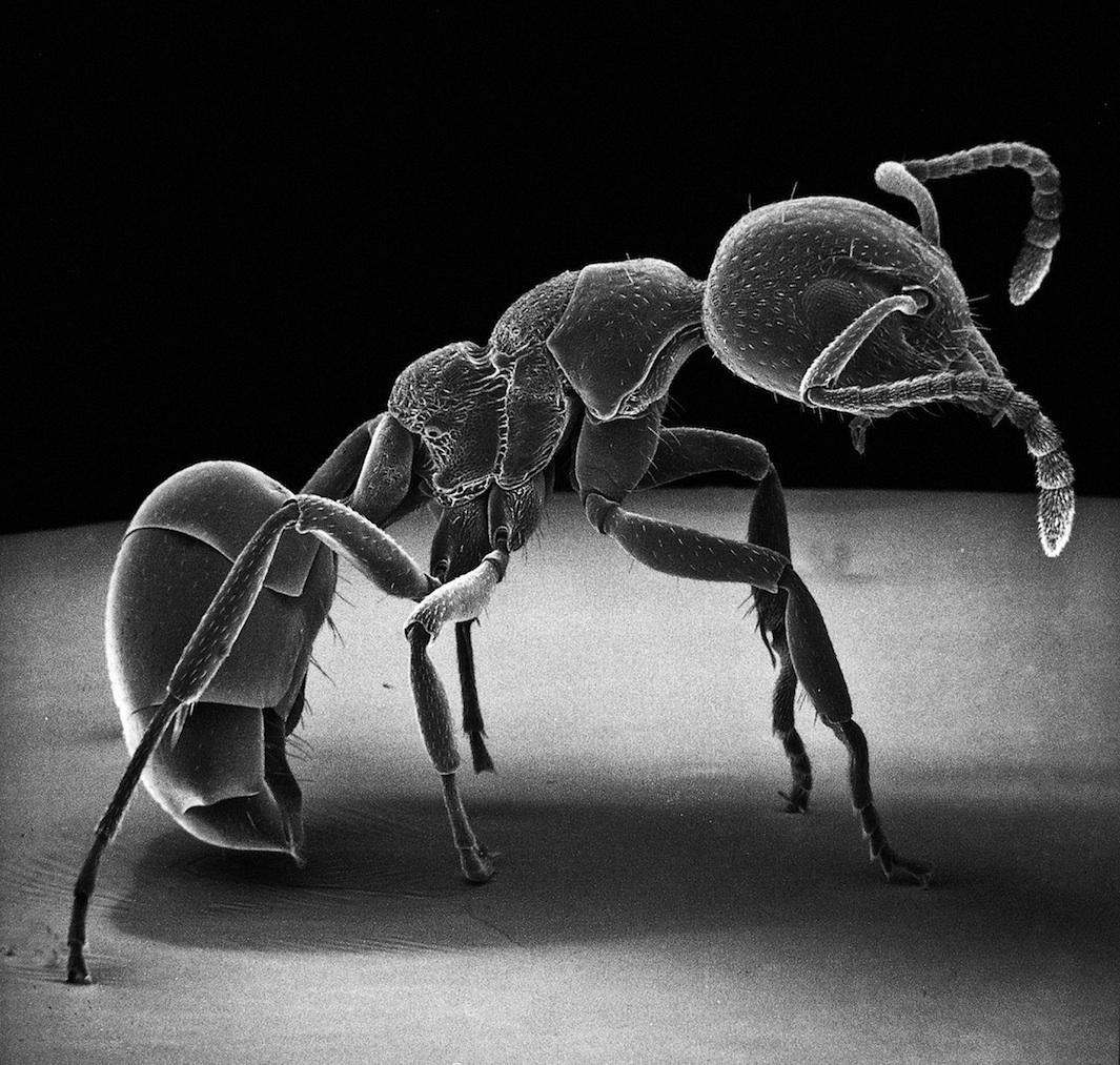 David Sim Insects David M. Phillips photographs insects with an electron microscope in ...