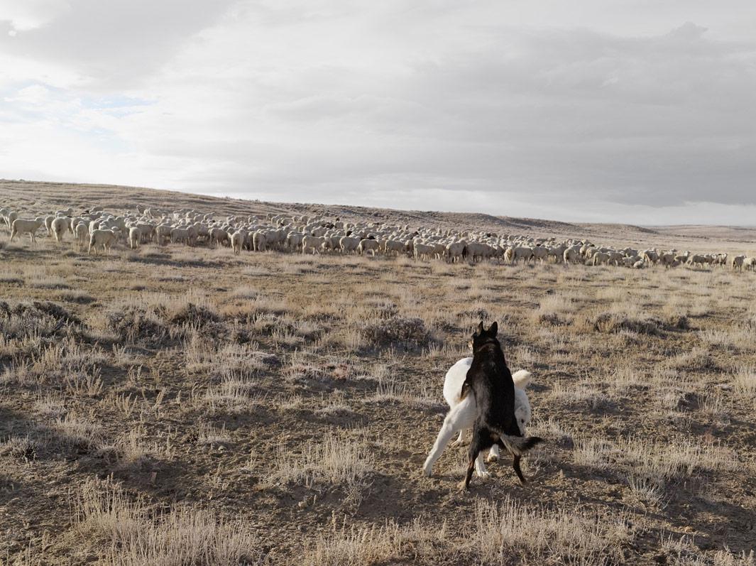 Guarding Sheep