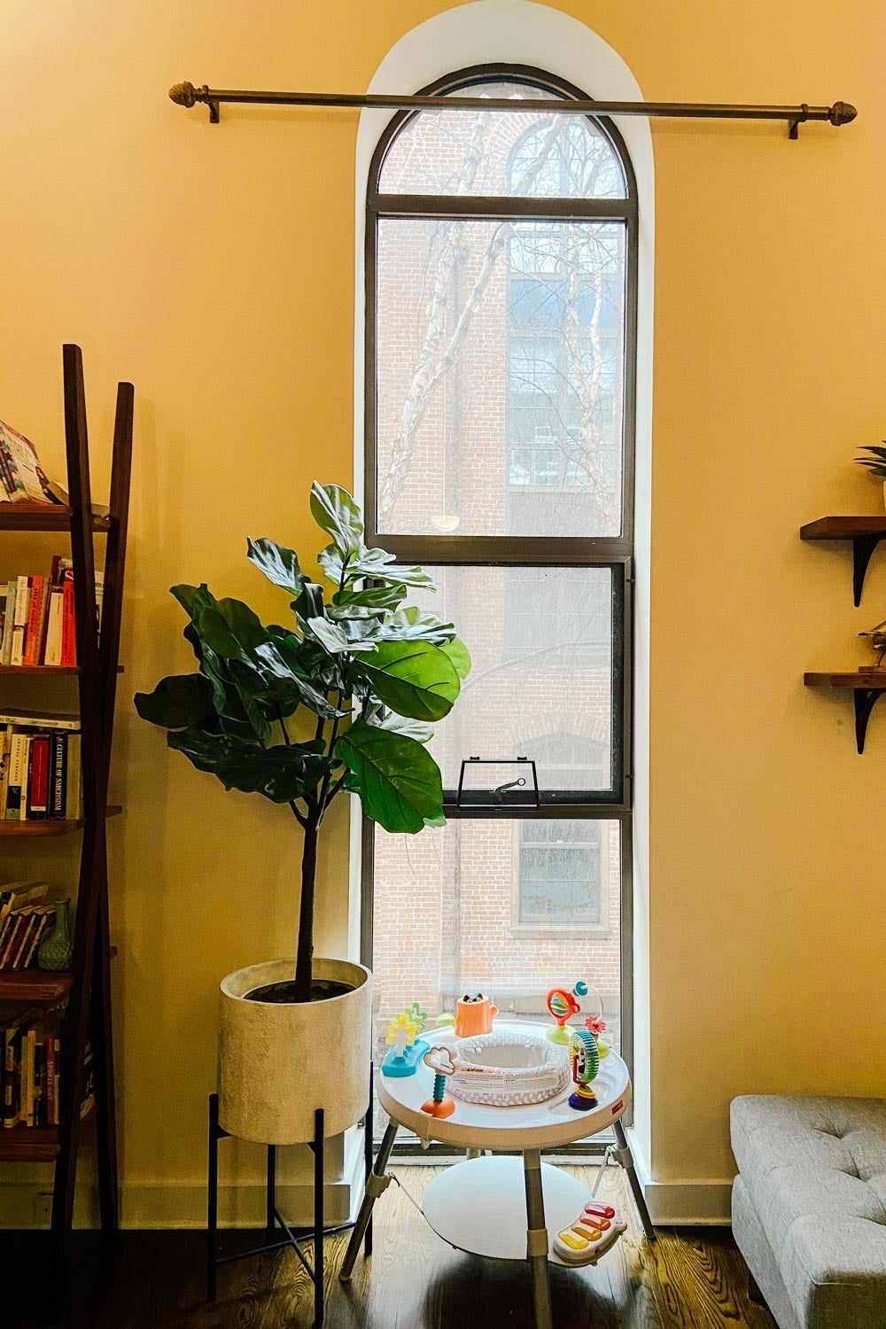 A window in a warm yellow room with a fig tree.