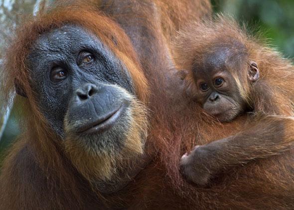 An endangered Sumatran orangutan with a baby clings on tree branches in the forest of Bukit Lawang, in Indonesia's Sumatra island, April 10, 2013. 