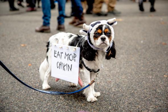 New York shelter hosts 'puppy parade' with dogs in Mets jerseys