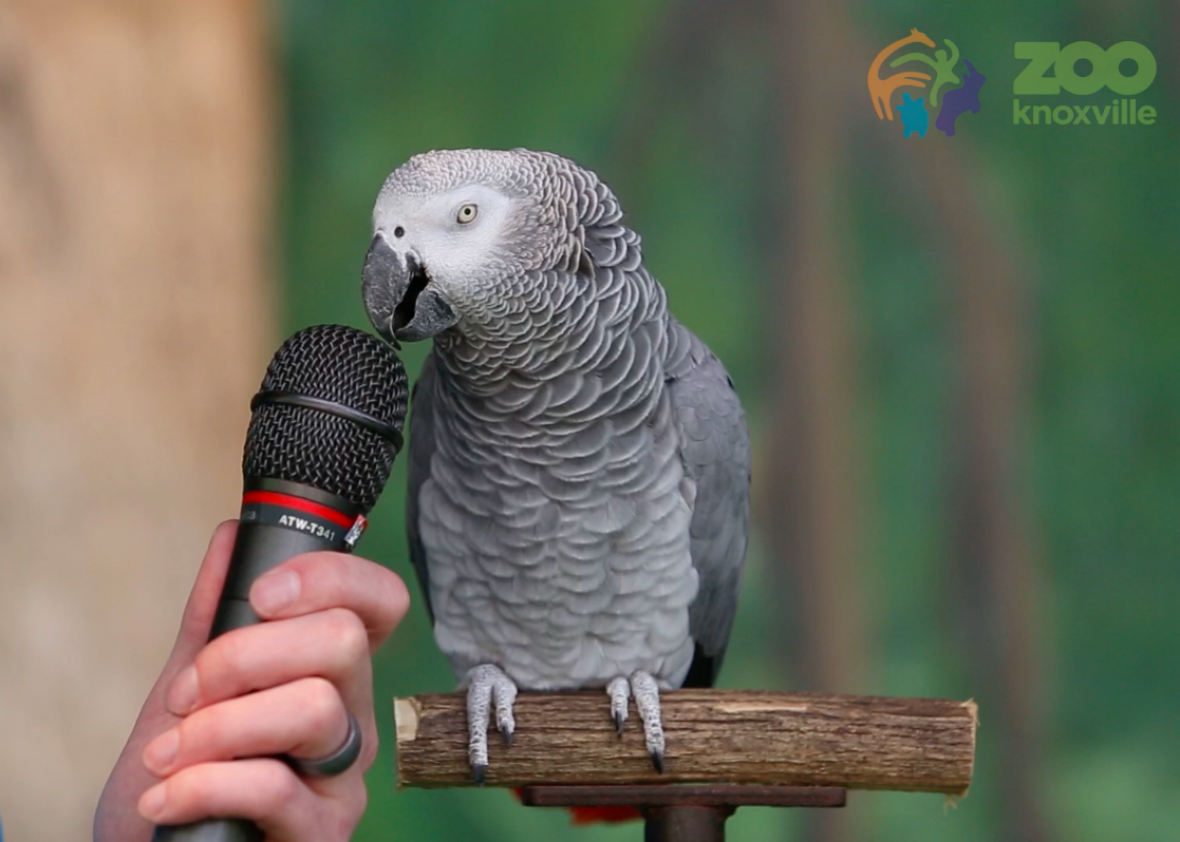 Watch Einstein the parrot do hilarious impressions (VIDEO).